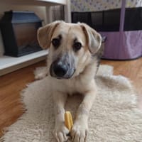 🐶 Sanfter Junghund Vali 💛, Hund zur Adoption