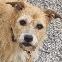 Fia - Terrier Mix Hündin, Hündin zur Adoption