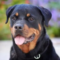 Arni, Charakterhund mit Prüfungen, Hund zur Adoption