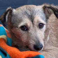 PEPPI-zauberhafte, wunderschöne Hündin,, Hündin zur Adoption