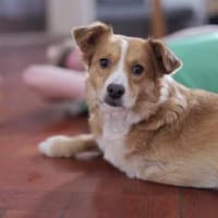 Hallo, ich bin Kokino 🐾💛, Hund zur Adoption