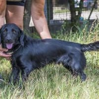 Benny - Herzensbrecher und Sonnenschein, Hund zur Adoption