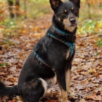 Sam- auf Ps Nähe Nürnberg, Hund zur Adoption