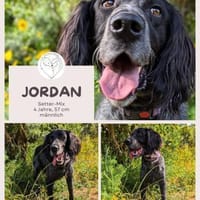 Jordan: kinderlieber English-Setter-Mix, Hund zur Adoption