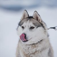 Wunderschöne Gerda, Hündin zur Adoption