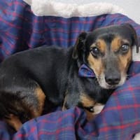 Timón - Angsthase mit Löwenherz, Hund zur Adoption