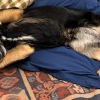 Vroni - Hoffnung auf ein tolles Zuhause, Hündin zur Adoption