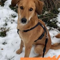 Muffin - treuer Schmusehund, Hund zur Adoption