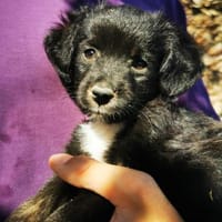 Sascha - freundlich und verspielt, Hund zur Adoption