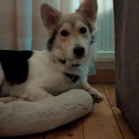 Chico - mit den Fledermausöhrchen, Hund zur Adoption