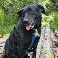 Jones  möchte Ankommen, Hund zur Adoption