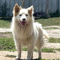 Kleiner Dante sucht Geborgenheit, Hund zur Adoption