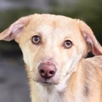 GRETCHEN-zauberhafte Jung-Hündin, 38 cm, Hündin zur Adoption