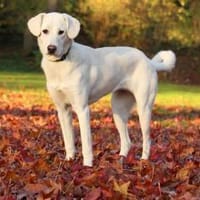 Yang - eine besondere Hündin, Hündin zur Adoption