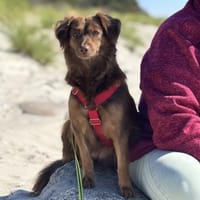 CSILLI SUCHT IHR TRAUMZUHAUSE, Hündin zur Adoption