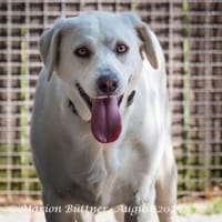 Bianca ist sehr zurückhaltend, Hündin zur Adoption