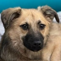 LUKE-süßer,zutraulicher Jung-Rüde,43cm(w, Hund zur Adoption