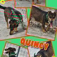 Lustiger Quincy - auf PS!, Hund zur Adoption