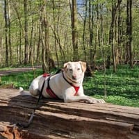 Mia  Sensible Hundeseele sucht Zuhause, Hündin zur Adoption