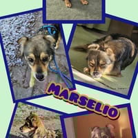 Marselio wartet in Großhabersdorf!, Hund zur Adoption