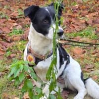 Klein Julika ist ein wahrer Schatz, Hündin zur Adoption