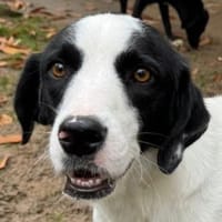 NEISHA-wunderschöne Hündin, 63 cm, Hündin zur Adoption