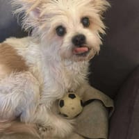 Mily, kleine Seniorin sucht Residenz, Hündin zur Adoption