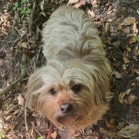 Sanfte Tiffy auf d. Suche nach Endstelle, Hündin zur Adoption