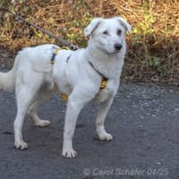Dany ist ein wunderschöner Rüde, Hund zur Adoption
