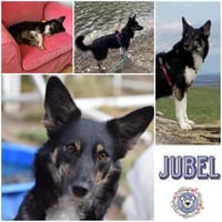 JUBEL * sportliche Gefährtin, Hündin zur Adoption