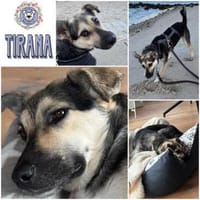 TIRANA * Sonnenschein auf vier Pfoten, Hündin zur Adoption