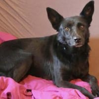 Vany 47 cm ca 5 Jahre, Hündin zur Adoption