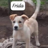 Frida  lernwillig und aufgeweckt, Hündin zur Adoption