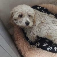 Jiro 32 cm (Pflegestelle), Hund zur Adoption