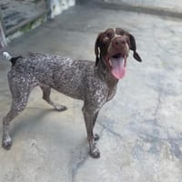 FALBALA, chienne à adopter