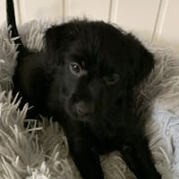 Oslo, chien à adopter