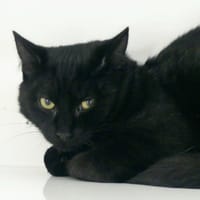 ULYSSE, chat à adopter