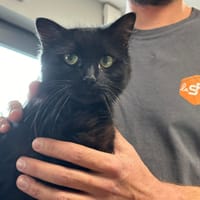 SHAGGY, chatte à adopter