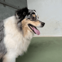 wendy, chienne à adopter