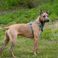 RHAPSODY HAA24655, chien à adopter