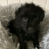 Jade, chienne à adopter