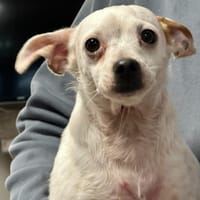 PANGO, chien à adopter