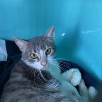 CHIPIE, chatte à adopter
