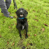 PHILIPPE, chien à adopter