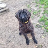 CACAHUETE, chienne à adopter