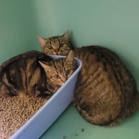 Sticky, chatte à adopter