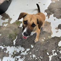 NAYA, chienne à adopter