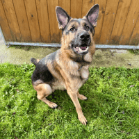 Draken, chien à adopter