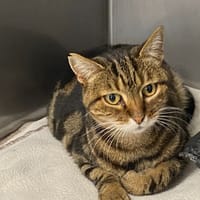 ORPI, chatte à adopter