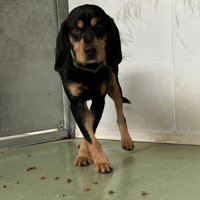 OSCAR, chien à adopter